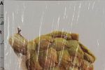Sale Photo Thumbnail #46