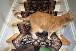 Sale Photo Thumbnail #13