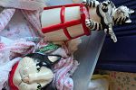 Sale Photo Thumbnail #13