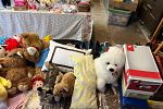 Sale Photo Thumbnail #9