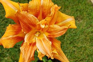 Garage and perennial plant sale